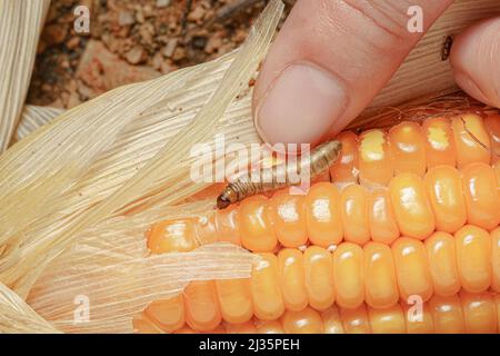 Caduta di armyworm su mais danneggiato con escrezione. Foto Stock