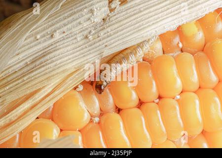 Caduta di armyworm su mais danneggiato con escrezione. Foto Stock