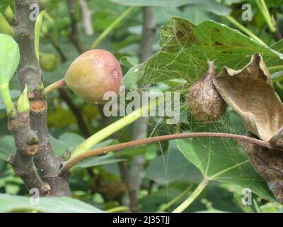 Giardino Spider Argiope aurantia uovo sac camuffato in Fig albero accanto al fico Foto Stock