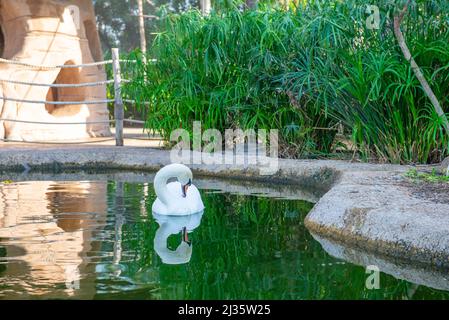il cigno bello nuota sullo stagno nello zoo Foto Stock