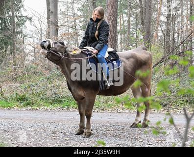 31 marzo 2021, Baden-Wuerttemberg, Großbottwar: Laura Runkel guida la sua mucca Molly attraverso una zona boschiva nella sua fattoria vicino a Großbottwar. Ha diverse mucche con cui può offrire escursioni a cavallo. (A dpa: 'La mucca, la creatura sconosciuta - addestratori di bestiame mostrano talenti') Foto: Bernd Weißbrod/dpa Foto Stock