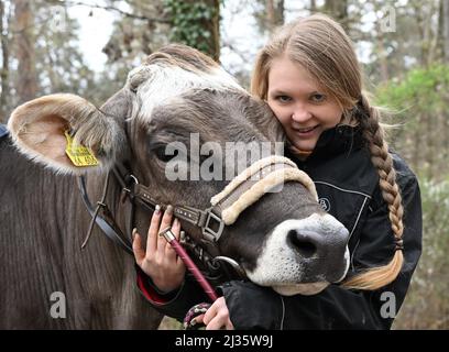 31 marzo 2021, Baden-Wuerttemberg, Großbottwar: Laura Runkel prende la sua mucca Molly per una passeggiata attraverso una zona boschiva nella sua fattoria vicino a Großbottwar. Ha diverse mucche con cui può offrire escursioni a cavallo. (A dpa: 'La mucca, la creatura sconosciuta - addestratori di bestiame mostrano talenti') Foto: Bernd Weißbrod/dpa Foto Stock