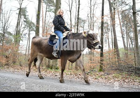 31 marzo 2021, Baden-Wuerttemberg, Großbottwar: Laura Runkel guida la sua mucca Molly attraverso una zona boschiva nella sua fattoria vicino a Großbottwar. Ha diverse mucche con cui può offrire escursioni a cavallo. (A dpa: 'La mucca, la creatura sconosciuta - addestratori di bestiame mostrano talenti') Foto: Bernd Weißbrod/dpa Foto Stock