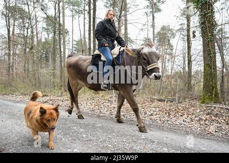 31 marzo 2021, Baden-Wuerttemberg, Großbottwar: Laura Runkel guida la sua mucca Molly attraverso una foresta nella sua fattoria vicino Großbottwar. È accompagnata dal cane Ronja. Ha diverse mucche con cui può offrire escursioni a cavallo. (A dpa: 'La mucca, la creatura sconosciuta - addestratori di bestiame mostrano talenti') Foto: Bernd Weißbrod/dpa Foto Stock