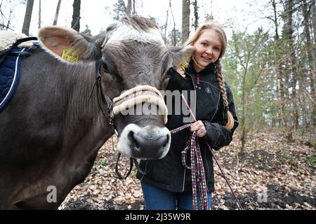 31 marzo 2021, Baden-Wuerttemberg, Großbottwar: Laura Runkel prende la sua mucca Molly per una passeggiata attraverso una zona boschiva nella sua fattoria vicino a Großbottwar. Ha diverse mucche con cui può offrire escursioni a cavallo. (A dpa: 'La mucca, la creatura sconosciuta - addestratori di bestiame mostrano talenti') Foto: Bernd Weißbrod/dpa Foto Stock