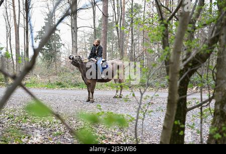 31 marzo 2021, Baden-Wuerttemberg, Großbottwar: Laura Runkel guida la sua mucca Molly attraverso una zona boschiva nella sua fattoria vicino a Großbottwar. Ha diverse mucche con cui può offrire escursioni a cavallo. (A dpa: 'La mucca, la creatura sconosciuta - addestratori di bestiame mostrano talenti') Foto: Bernd Weißbrod/dpa Foto Stock