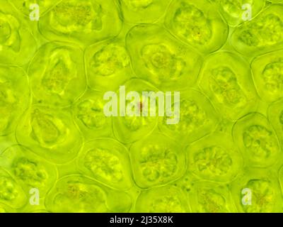 Cellule a foglia verde (Chamaenerion angustifolium) al microscopio Foto Stock