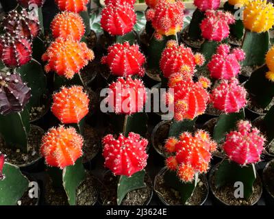 Gruppo di colorati innesti o Luna Cactus fiore in vaso, arancione con rosso con fiore rosa e giallo nel negozio di alberi Foto Stock