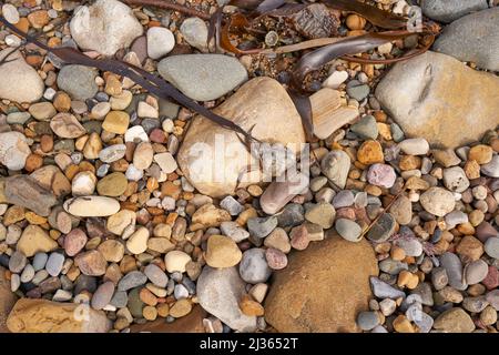 Piccolo granchio morto su una spiaggia di ciottoli Foto Stock