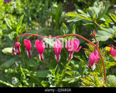 Cuore asiatico sanguinante, un ramo con diversi fiori su sfondo verde Foto Stock