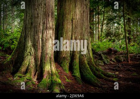 Una vista naturale di alberi enormi nel John Dean Provincial Park, North Saanich, Vancouver Island, Canada Foto Stock