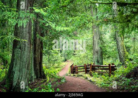 Una vista naturale di alberi enormi nel John Dean Provincial Park, North Saanich, Vancouver Island, Canada Foto Stock