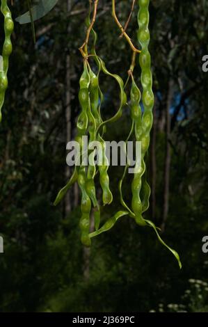 Questi sono i semi di un albero di cigolio di legno nero (Acacia Melanoxylon). I fiori non sono spettacolari, ma i semi sono! Hochkins Ridge. Foto Stock