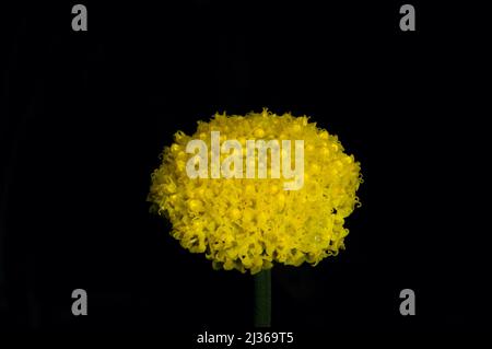 Billy Buttons (Craspedia glauca) è abbastanza difficile da fotografare - solo una palla di gioia dorata su un gambo lungo. Riserva di flora di Hochkins Ridge. Foto Stock