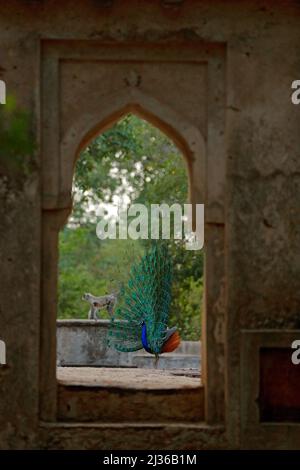 Indian Peafoul, uccello mostra corteggiamento in pietra finestra, Ratnhamore rovina, India. Danza di accoppiamento degli uccelli. Peafowl indiano, Pavo cristata, exo blu e verde Foto Stock