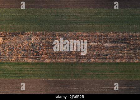 Vigneto abbandonato dal drone pov, vista aerea Foto Stock