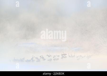 Gru del ponte di Otowa. Inverno Giappone con neve. Uccelli in fiume con nebbia, rime, neve. Danza nella natura. Scena faunistica, natura nevosa. Coppia danzante di Red-c Foto Stock