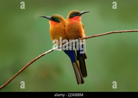 Apicollo a gola rossa, Merops bulocki, Benin, Camerun, Congo, Etiopia, Gambia, Ghana. Particolare di coppia di uccelli esotici arancioni e rossi africani con a nat Foto Stock