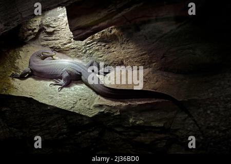 Monitor dell'acqua di Mertens o Mertens, Varanus mertensi, Australia. Lucertola in habitat grotta scuro. Monitorare vicino al fiume. Fauna selvatica scena dalla natura. Liz Foto Stock