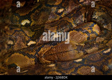 Pitone reticolato, Python reticolato, sud-est asiatico. I serpenti più lunghi del mondo, vista d'arte sulla natura. Python in habitat naturale, India, Thailandia. Serpente f Foto Stock