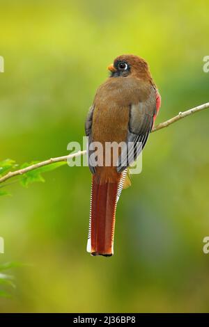 Togon mascherato, Togon personatus, uccello rosso e marrone nell'habitat naturale, Bellavista, Ecuador. Uccello nella foresta tropicale verde. Birdwatching a Equadana Foto Stock