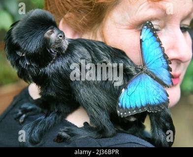 04 aprile 2022, Sassonia-Anhalt, Wittenberg Lutherstadt: Nel Parco Alaris Butterfly di Lutherstadt Wittenberg di Georg Kersten Liebold e Carola Bläss, una farfalla blu (morfo) si sedette per alcuni secondi sulla scimmia cieca che salta tamarina, che si sente sicura e sicura sulla spalla della 'madre adottiva' Carola Bläss durante i tour giornalieri del giardino. Nella sala tropicale di circa 1.000 metri quadrati, che è stato nuovamente aperto per alcuni giorni dopo la dormienza invernale, ci sono attualmente particolarmente molti dei morpopeleidi blu chiaro attraente da una stazione di allevamento in Kostarika ad adm Foto Stock