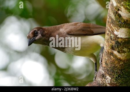 Jay marrone, Cyanocorax morio, uccello dalla foresta verde del Costa Rica, nell'habitat degli alberi. Particolare di uccello tropico. Foto Stock