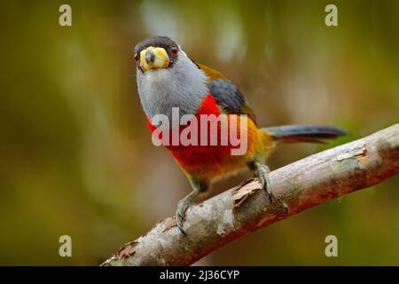 Toucan Barbet, Semnornis ramphastinus, Bellavista, Ecuador, uccelli esotici grigi e rossi, scena faunistica dalla natura. Birdwatching in Sud America. Beau Foto Stock