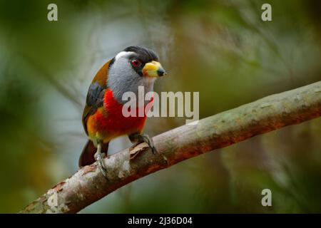 Toucan Barbet, Semnornis ramphastinus, Bellavista, Ecuador, uccelli esotici grigi e rossi, scena faunistica dalla natura. Birdwatching in Sud America. Beau Foto Stock