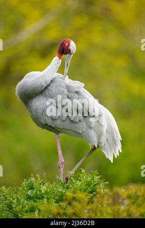 Sarus Crane, Grus antigone, con foresta verde sullo sfondo, India, Asia. Grande uccello raro seduto sul verde albero. Scena faunistica dall'India. Gru wi Foto Stock