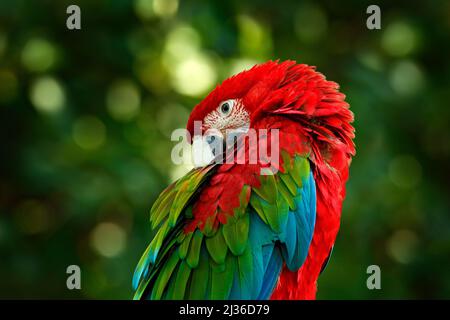 Grande pappagallo rosso Macaw rosso-e-verde, Ara chloroptera, seduto sul ramo con testa in giù, Brasile. La fauna selvatica scena in natura. Bel ritratto rosso bi Foto Stock