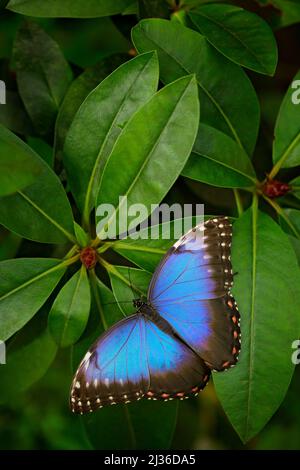 Farfalla blu, Morpeo peleides, seduta su foglie verdi. Farfalla grande nella foresta. Verde scuro vegetazione. Natura tropicale a Salvador. Foto Stock