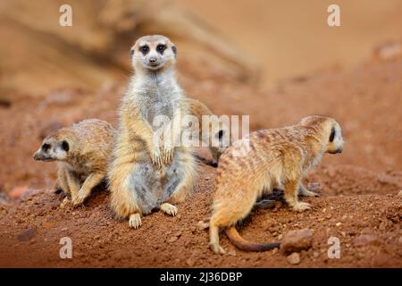 Famiglia Big Animal. Immagine divertente dalla natura africana. Cute Meerkat, Suricata suricatta, seduta sulla pietra. Deserto di sabbia con piccoli mammiferi. Meerkat fra Foto Stock