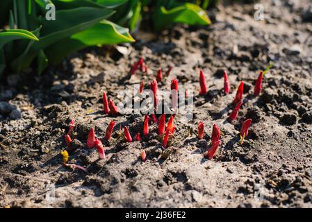 Germogli peonie nel giardino primaverile Foto Stock