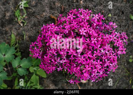 Pianta phlox a forma di punteruolo. Un sacco di fiori rosa. Sfondo natura estate Foto Stock