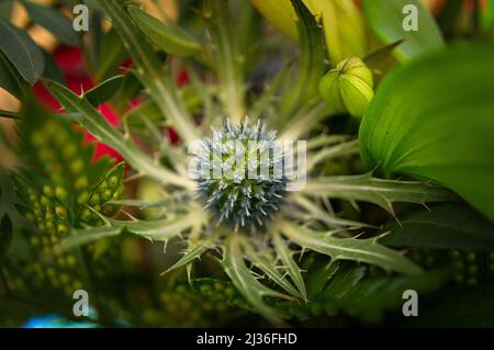 Germoglio di Thistle in un bouquet di fiori. Germoglio spinoso prima della fioritura. Fiori foto. Foto della natura Foto Stock