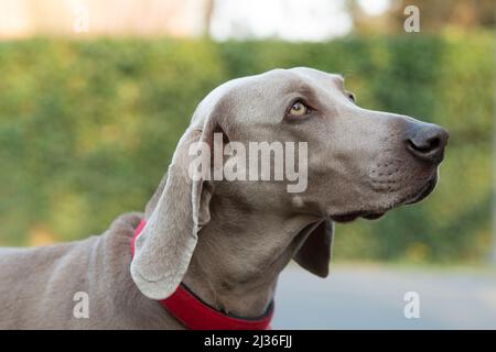 Close-Up di Weimaraner guardando lontano Foto Stock