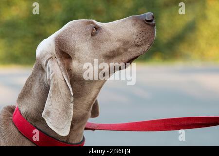 Weimaraner Dog detenuto da Leash Foto Stock