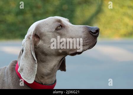 Close-Up di Weimaraner guardando lontano Foto Stock