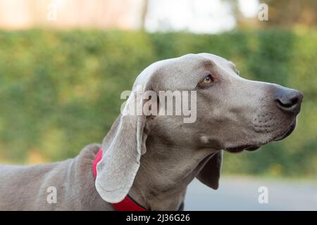 Close-Up di Weimaraner guardando lontano Foto Stock