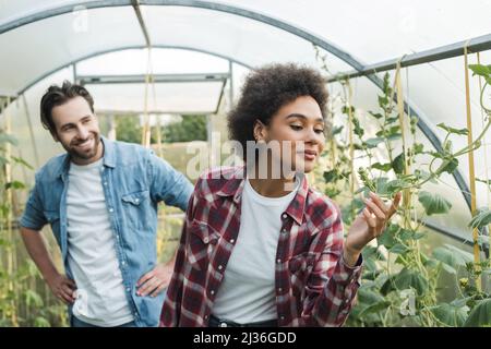 giovane agricoltore afroamericano che controlla le piante in serra vicino sorridente collega Foto Stock