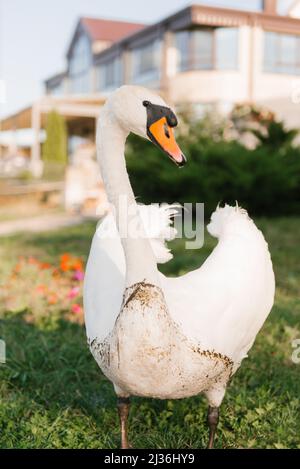 Un hisser di cigno bianco si erge a terra sullo sfondo di una casa da vicino Foto Stock