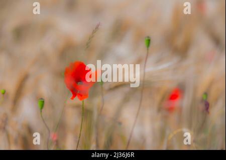 Poppies Scotland Fotografie di Alan Peebles Foto Stock