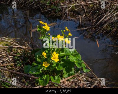 Marsh Marigolds, Caltha palustris, fiorito da uno stagno boschivo, Northampton, Regno Unito Foto Stock