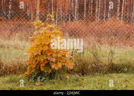 Bell'albero di acero in campagna. Foto Stock