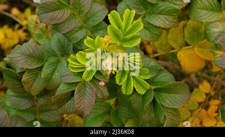 Un tiro verde di canker-rose briar con un fiore chiuso germoglio su uno sfondo di foglie di rosa selvatiche Foto Stock