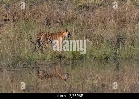 Una tigre che cammina vicino ad un lago in India, Madhya Pradesh, con riflessione sull'acqua Foto Stock
