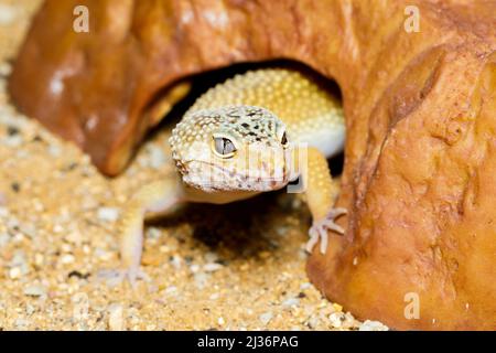 PET leopardo gecko (Eublepharis macularius) Foto Stock