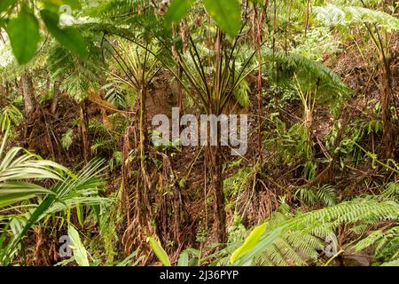 Felci di alberi (Cyathea cooperi) e palme Bangalow (Archontophoenix cunninghamiana) che crescono dal fondo del burrone nella foresta pluviale subtropicale, Queensland. Foto Stock