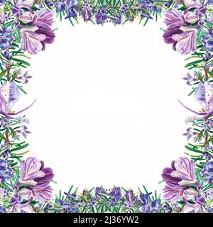 Rosmarino su sfondo bianco. Cornice quadrata ad acquerello con grandi fiori viola. Oggetti botanici realistici. Corona per decorazione in disegno, Foto Stock